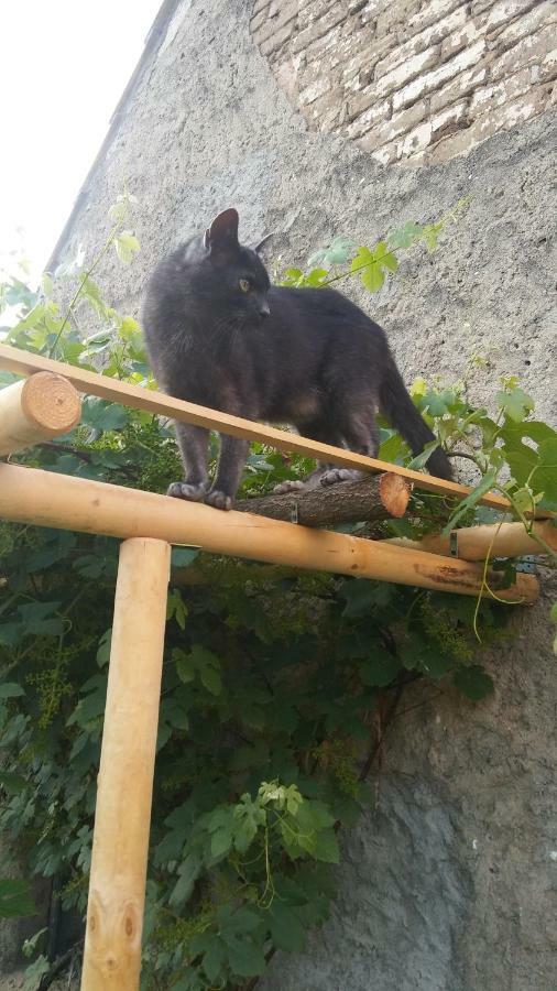 Der Kleine Bauernhof Keine Arbeiter Zadnych Pracownikow Lägenhet Lubiatow  Exteriör bild